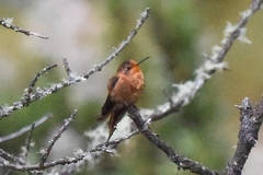 Aglaeactis cupripennis