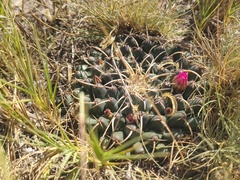 Mammillaria magnimamma