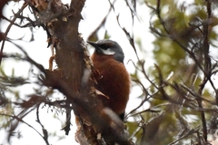 Conirostrum binghami