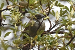 Mecocerculus leucophrys