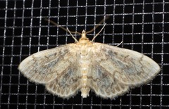 Pyraustini