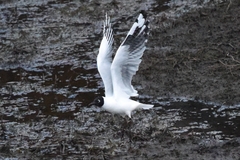 Chroicocephalus serranus