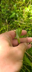 Pterostylis oliveri