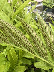 Asplenium kaulfussii