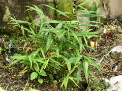 Zingiber officinale