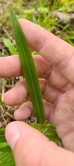 Pterostylis banksii
