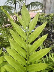 Asplenium kaulfussii