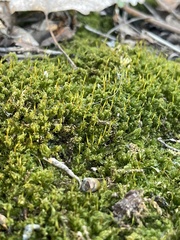 Plagiomnium cuspidatum