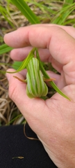 Pterostylis banksii