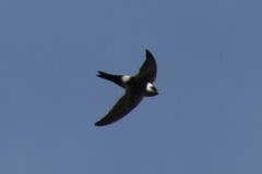 Aeronautes andecolus