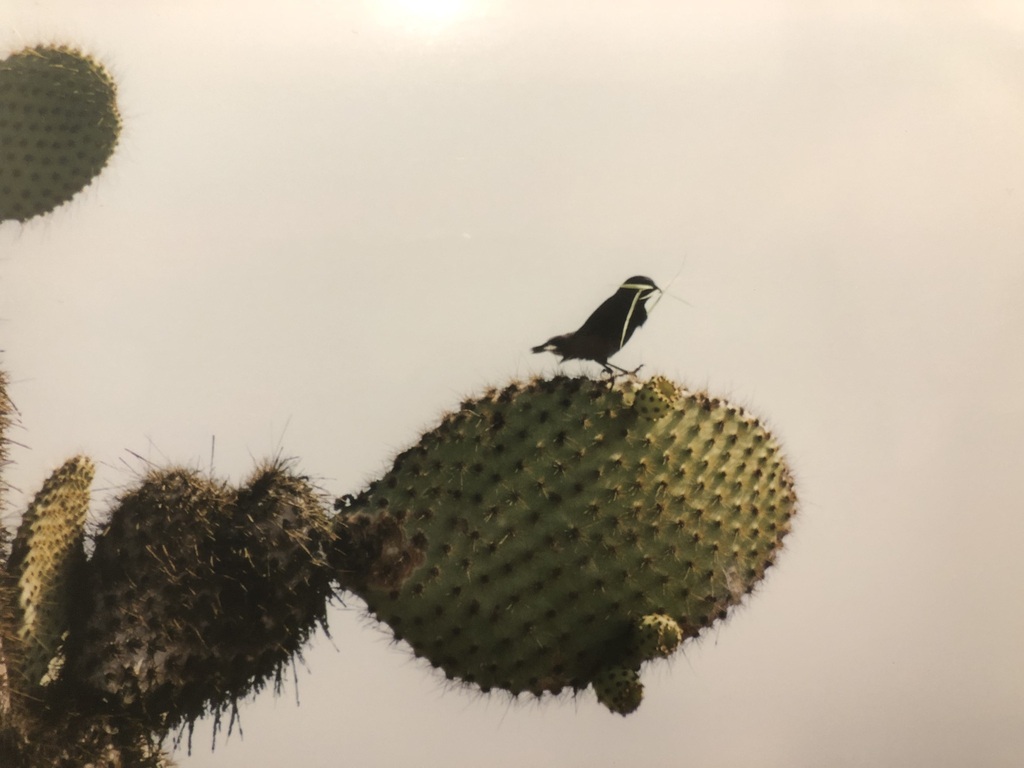 Ground-Finches and Cactus-Finches from plazas, Équateur on May 14, 2001 ...