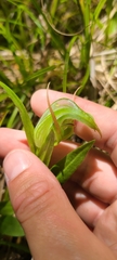Pterostylis montana