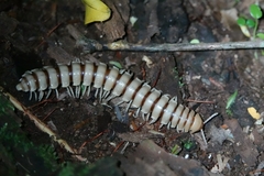Nyssodesmus python