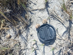 Sylvilagus cunicularius