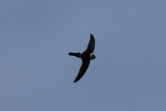 Aeronautes andecolus