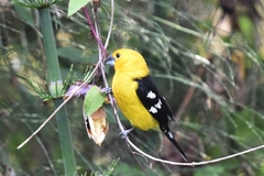 Pheucticus chrysogaster
