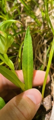 Pterostylis montana