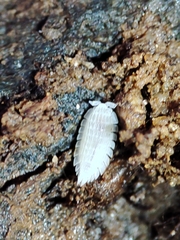 Platyarthrus codinai