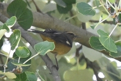 Conirostrum cinereum