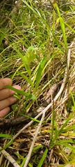 Pterostylis montana