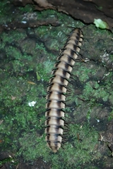 Nyssodesmus python