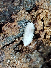 Platyarthrus codinai