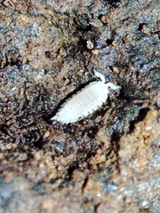 Platyarthrus codinai