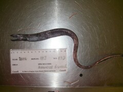 Synaphobranchus kaupii