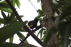 Psarocolius decumanus