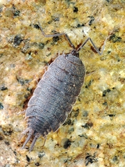 Porcellionides elegans