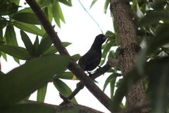 Psarocolius decumanus