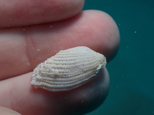 Barbatia divaricata observed 2022-11-26