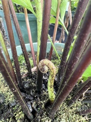 Asplenium kaulfussii