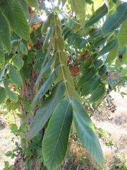 Juglans nigra