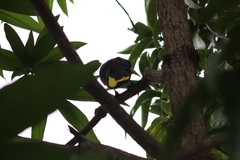 Psarocolius decumanus