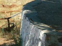 Oenanthe melanoleuca