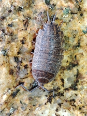 Porcellionides elegans