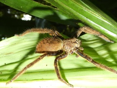 Cupiennius coccineus