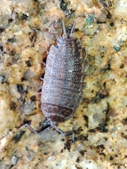 Porcellionides elegans