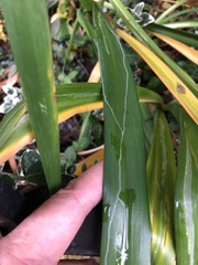 Ophiomyia kwansonis