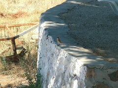 Oenanthe melanoleuca