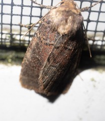 Eriopygini