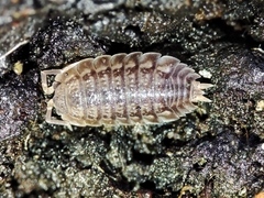 Lucasius pallidus