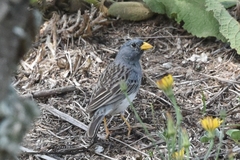 Rhopospina alaudina