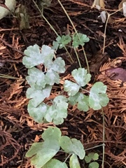 Erysiphe aquilegiae