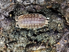 Lucasius pallidus