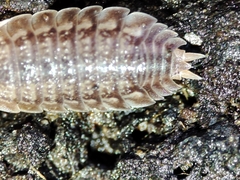 Lucasius pallidus