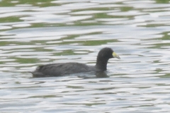 Fulica ardesiaca