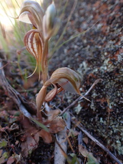 Pterostylis ovata