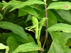 Cyrtacanthacridini